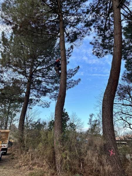 Chantier d’abattage et d’élagage mené par les équipes Bouleris