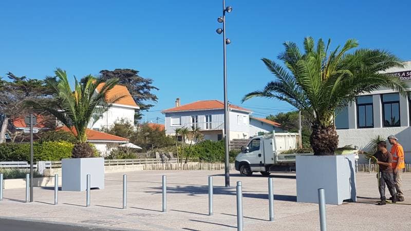 Huit palmiers Phoenix canariensis plantés place du casino à Soulac-sur-Mer